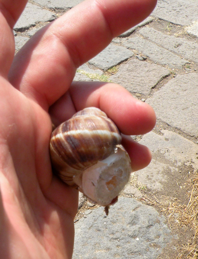 Helix dalla Turchia